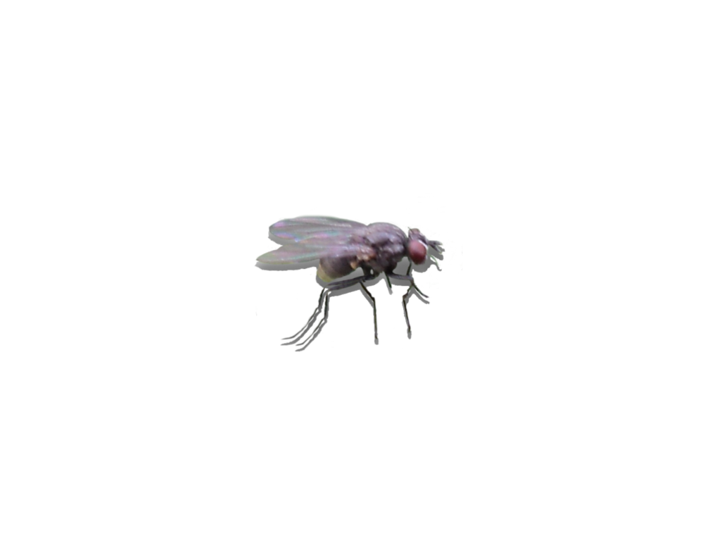 fly png mannyisdead deviantart #35367