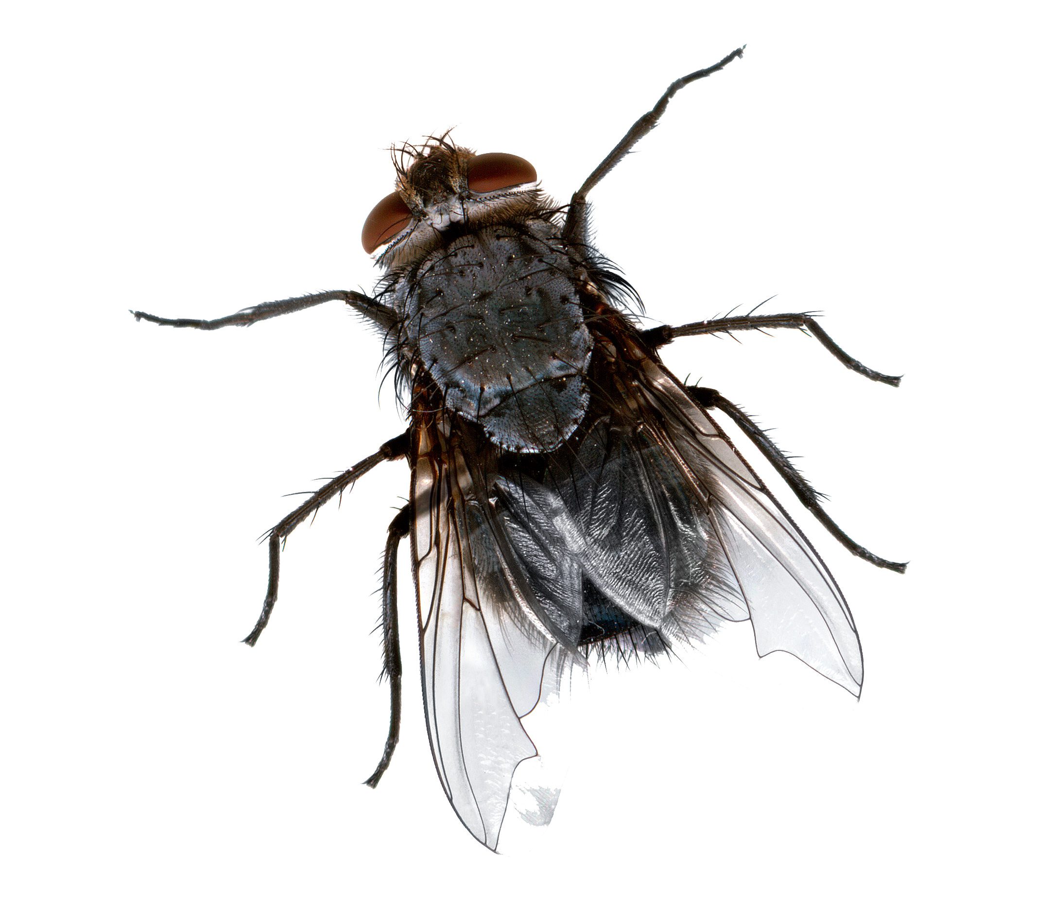 fly png picture png mart #35354