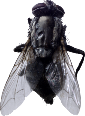 fly png transparent images #35363