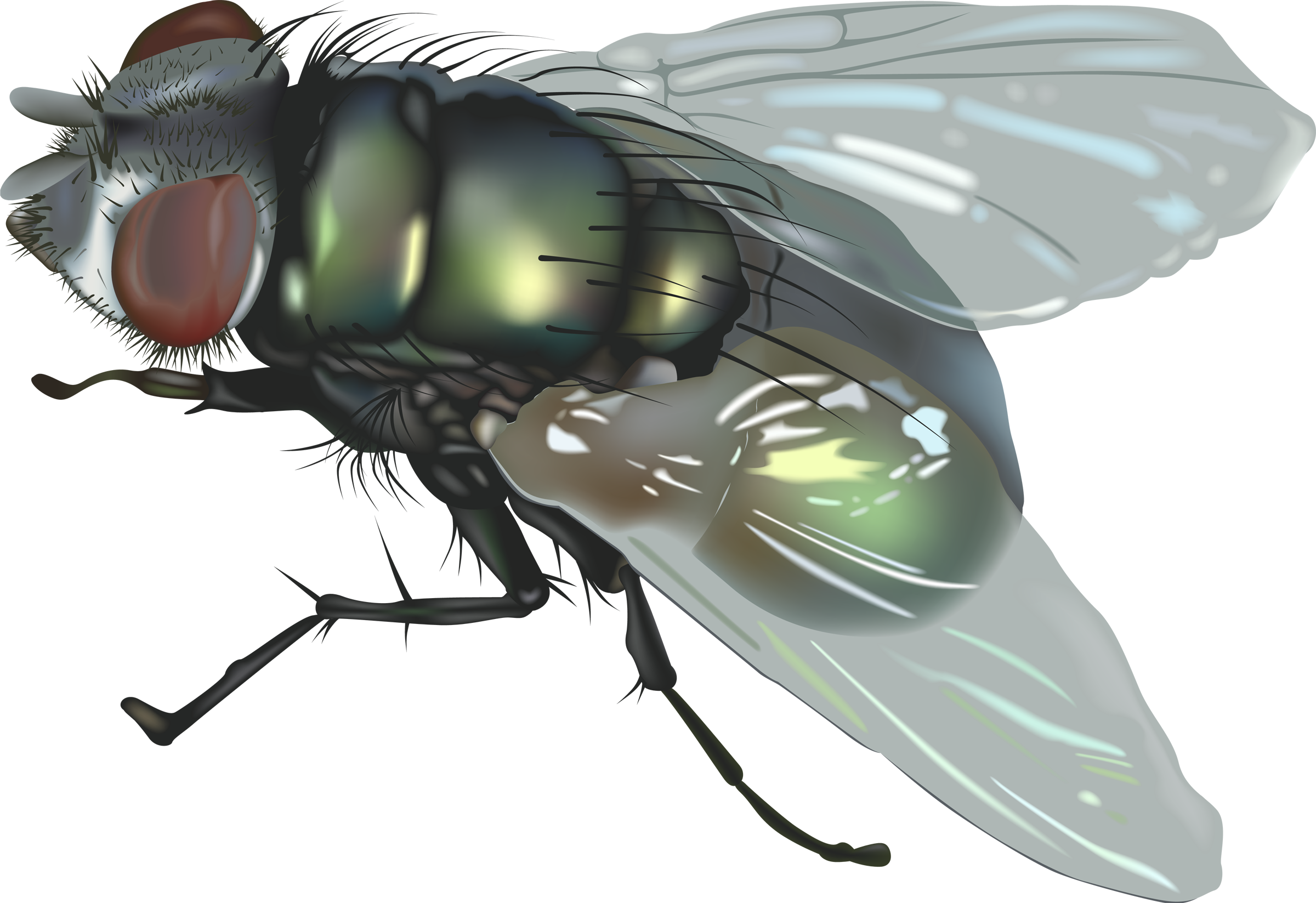 fly png transparent images #35368