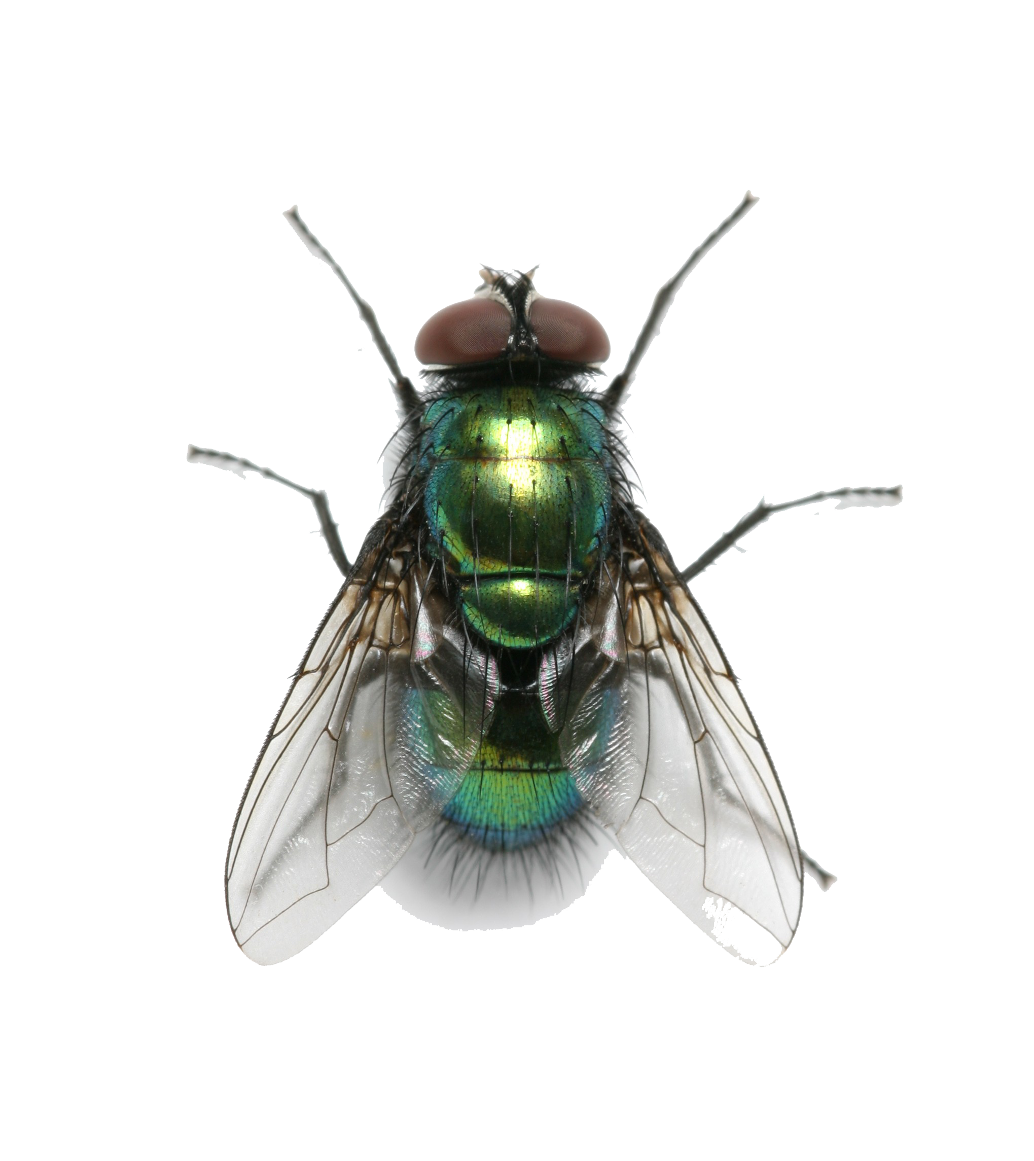 fly png transparent images download #35365