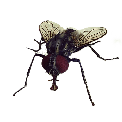 fly transparent png stickpng #35359