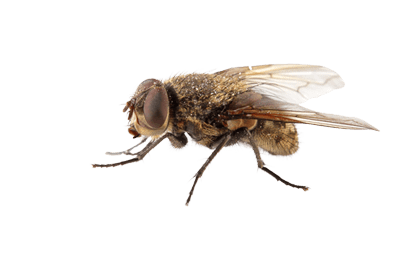 fly types flies fruit flies cluster flies house #35373