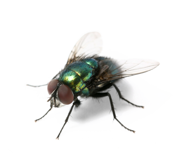 have flies pest problem leeds fly treatment pestserve #35364