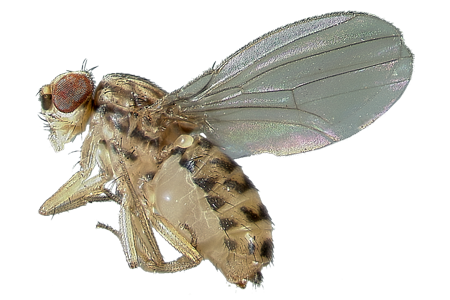 learn about fruit flies fruit fly identification #35370