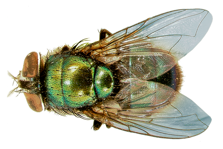 learn about green bottle flies green bottle fly #35356