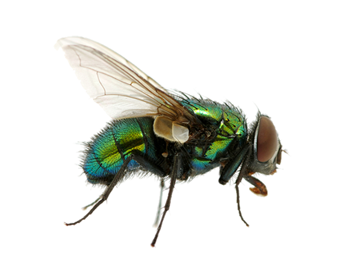 pin onfim gansberg references fly infestation #35352
