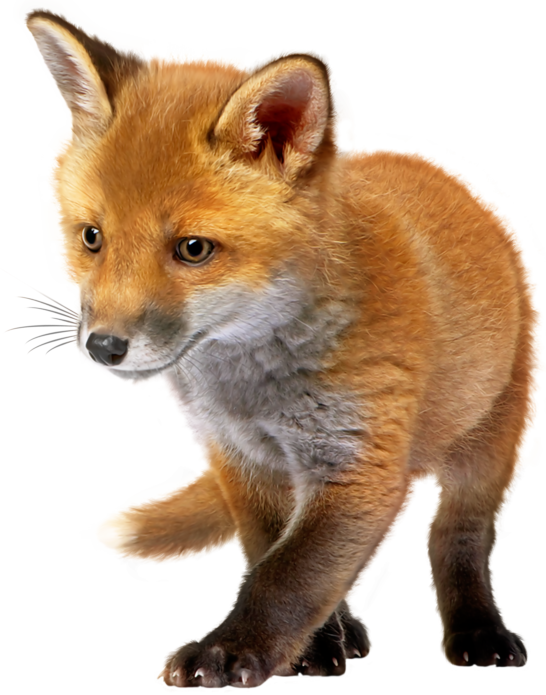 baby fox png clip art best web clipart #28523