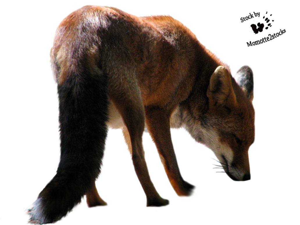 cut out png the fox sniffs momotte #28557