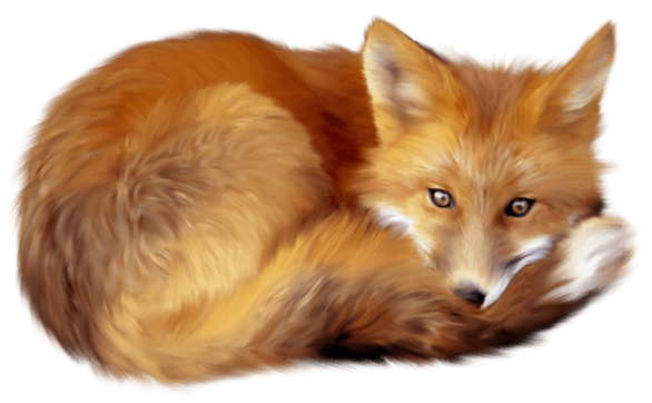 fox lying down transparent png stickpng #28531