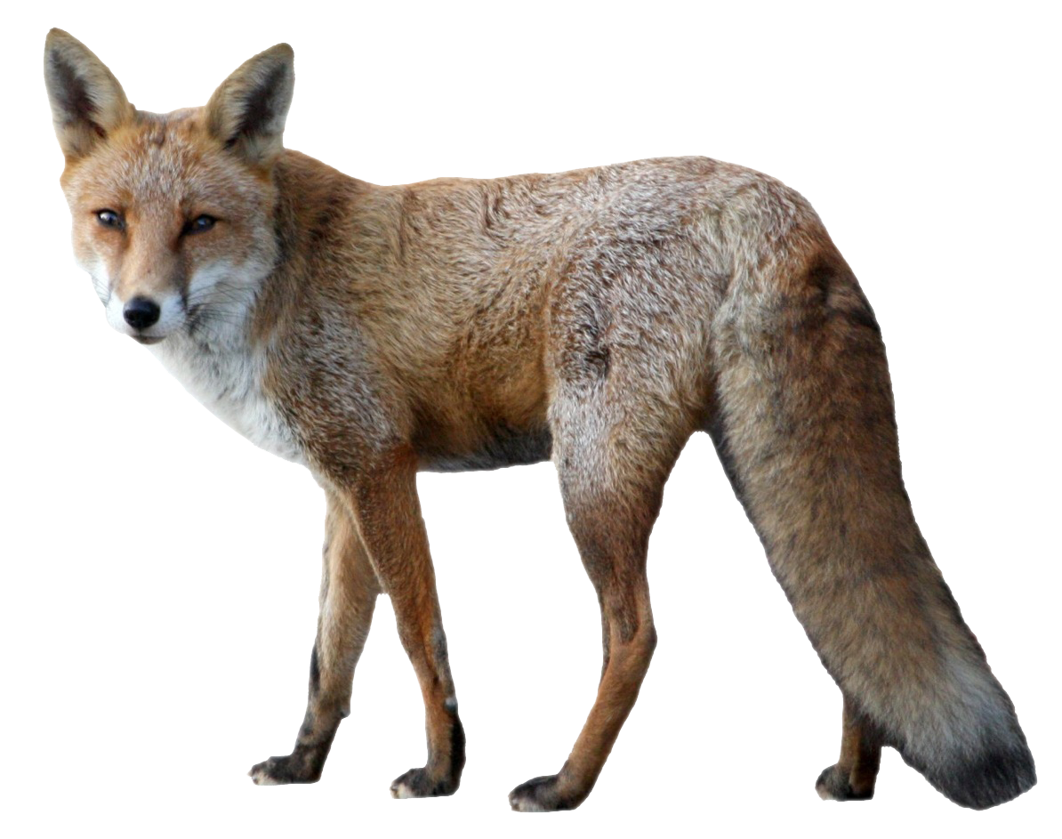 fox png image purepng transparent png image #28517