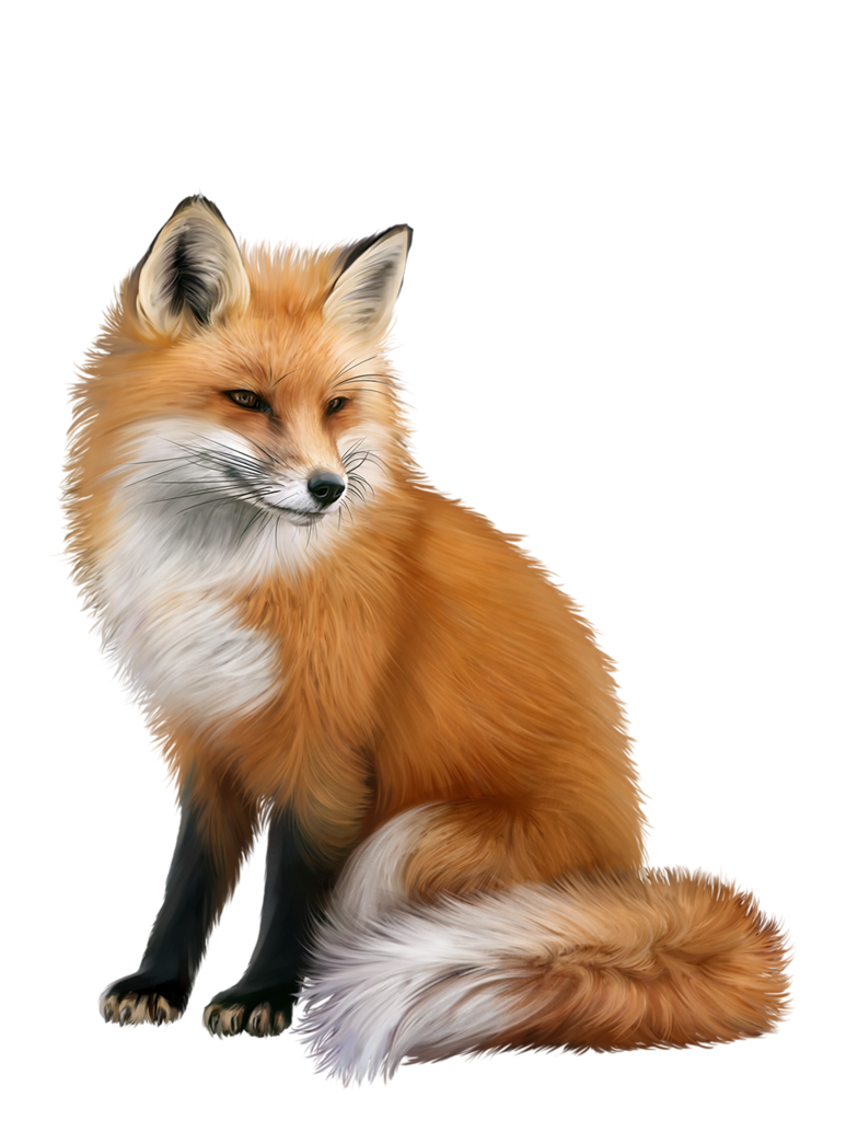 fox png png images pngio #28511