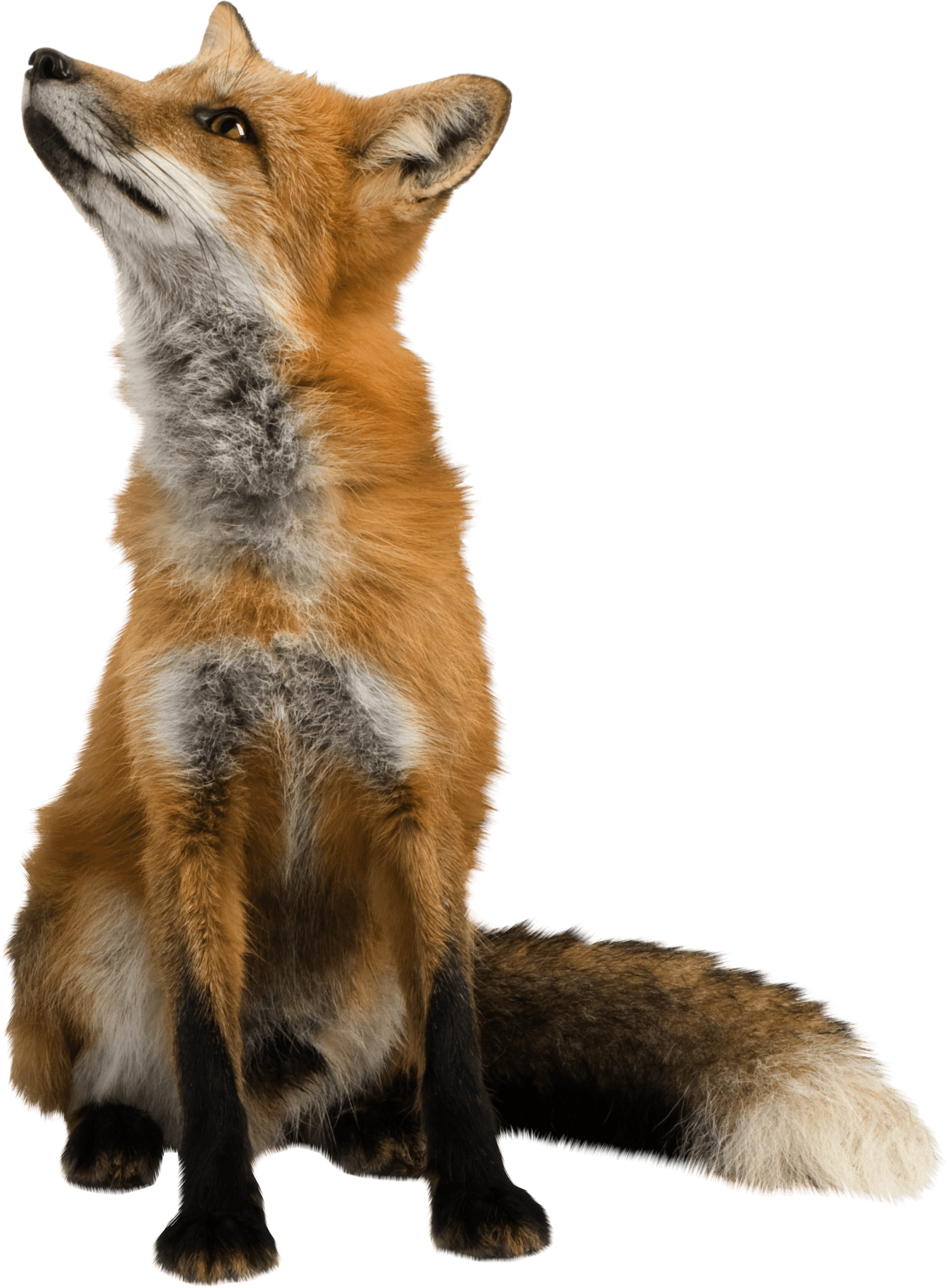 fox sitting png image purepng transparent png #28537