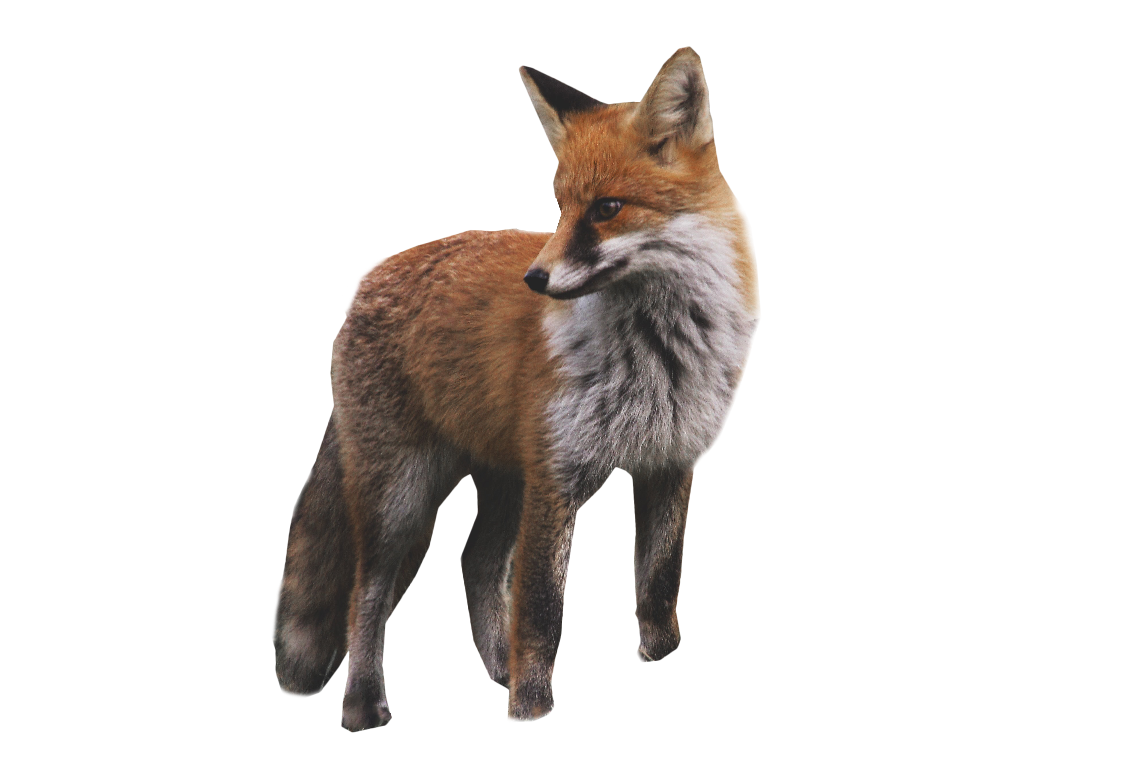 fox standing png image purepng transparent #28514