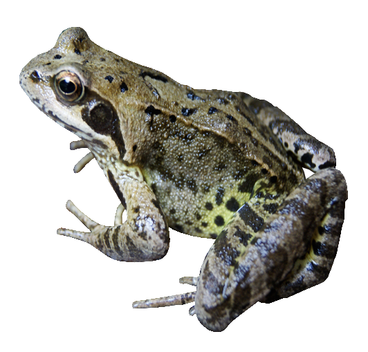 common garden frog transparent image #26874