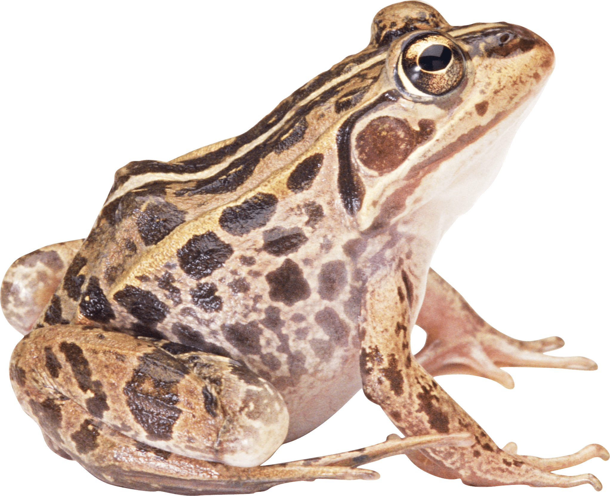 download frog png image png image pngimg #26868