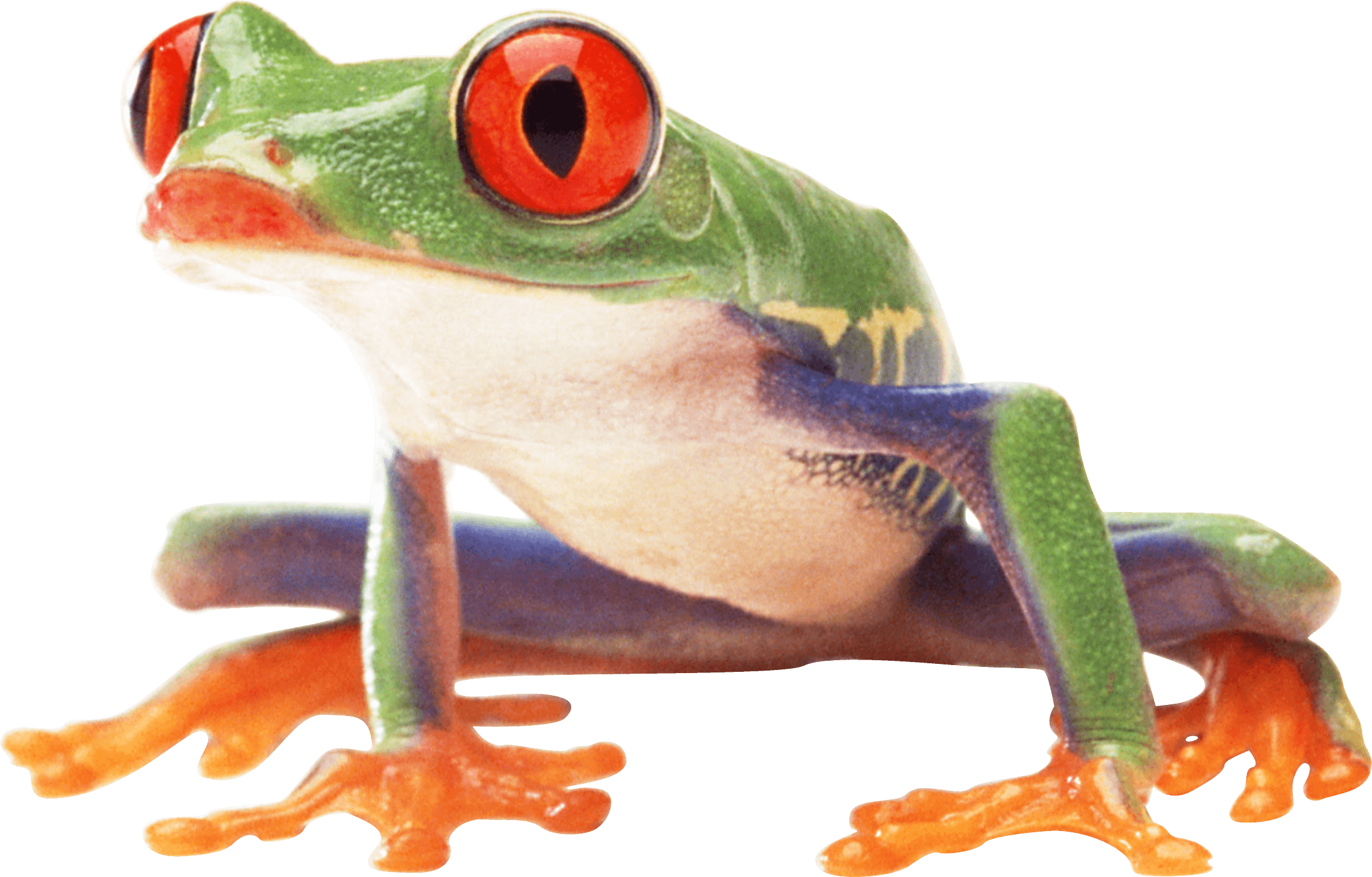 download frog png image png image pngimg #26882