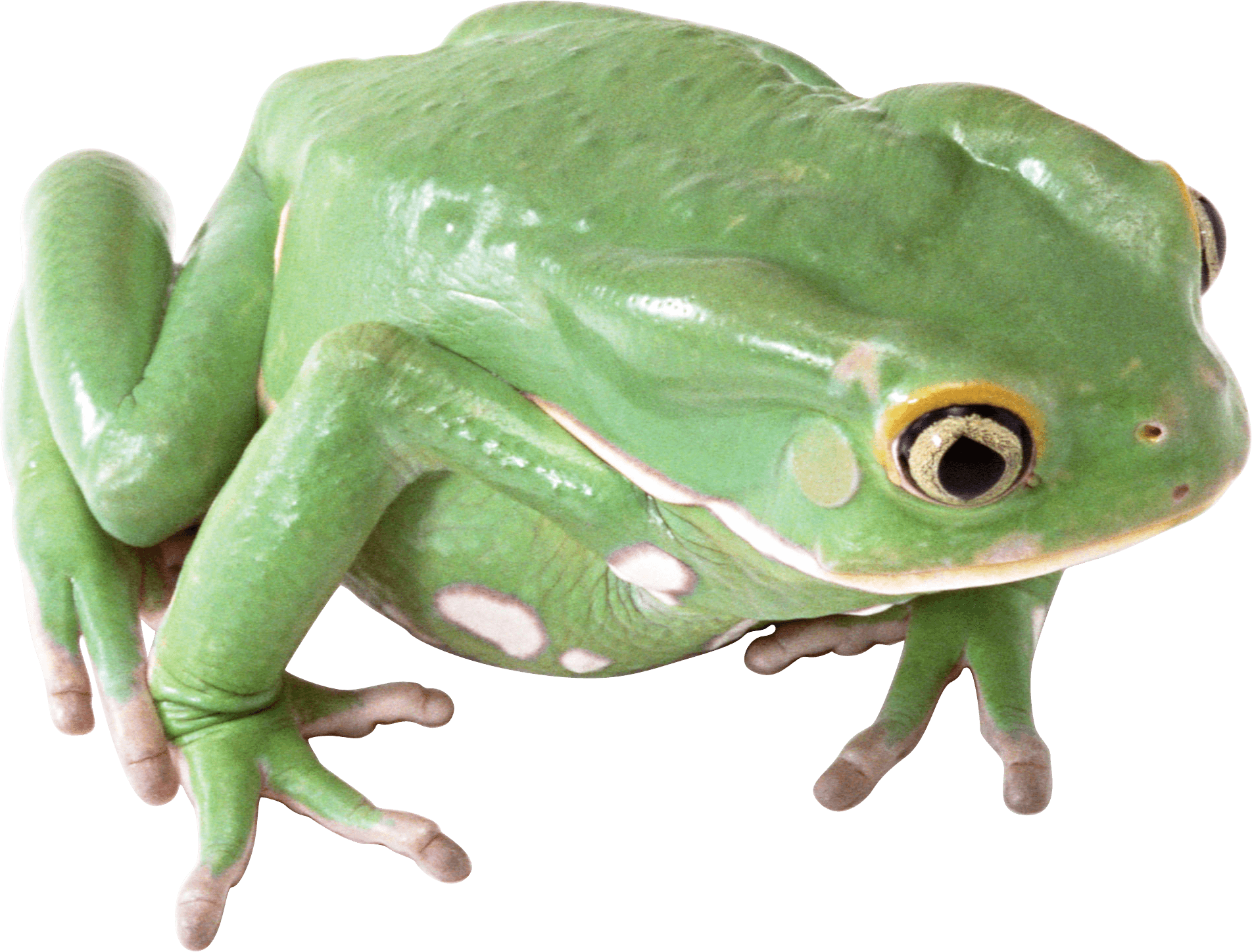 download frog png image png image pngimg #26908