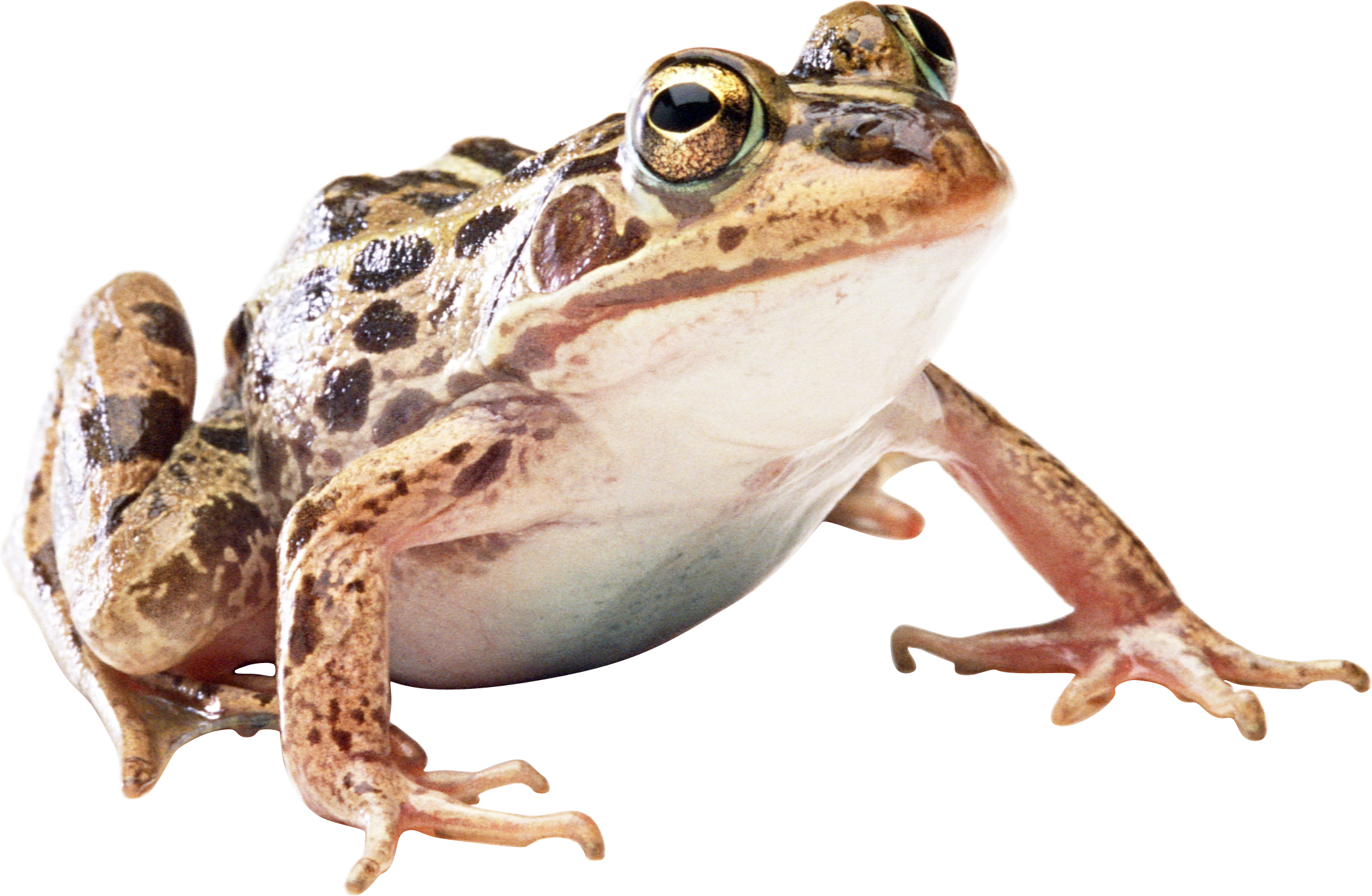 download png image frog png image pinterest #26884