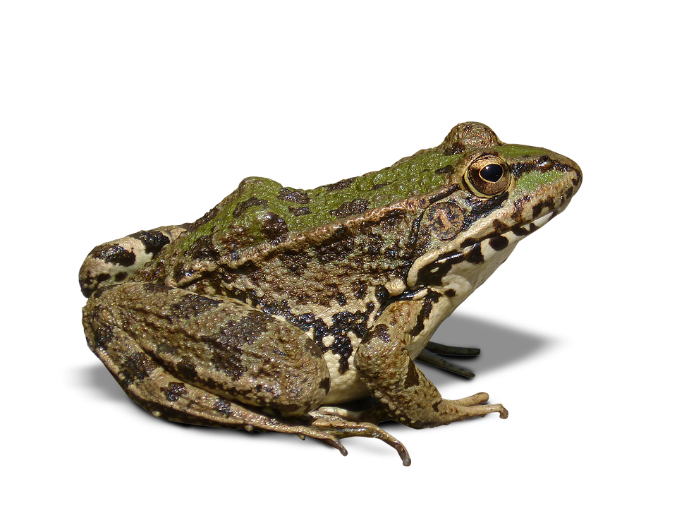 frog batrachian transparent photo pixabay #26858