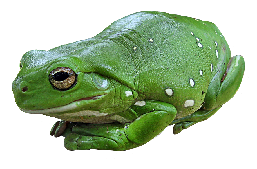 frog clip art #26904