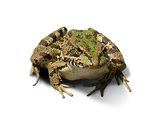 frog cropped image bottomless photo pixabay #26872