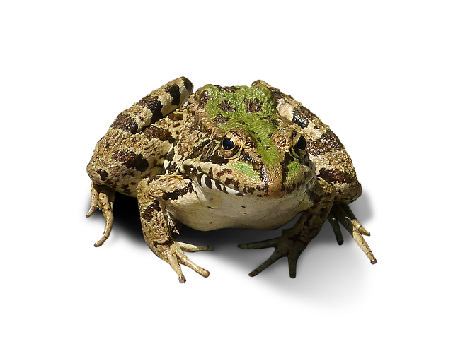 Frog