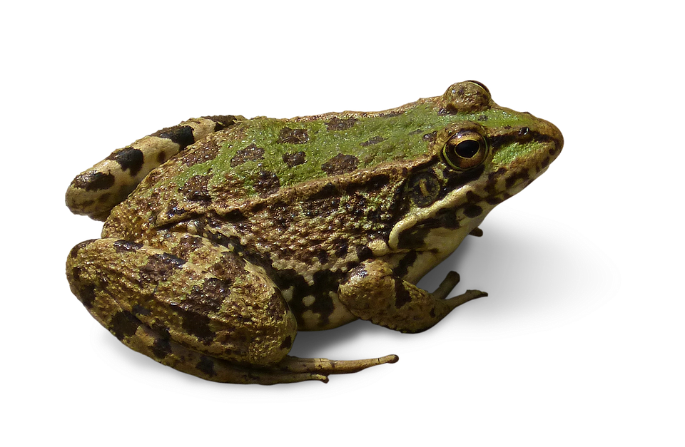 frog cropped image transparent photo pixabay #26867