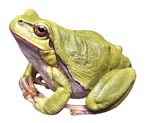 frog png image pngpix #26859