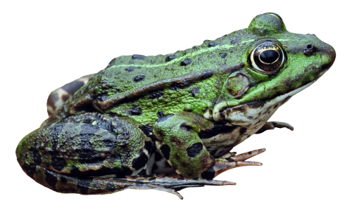 frog png image pngpix #26869