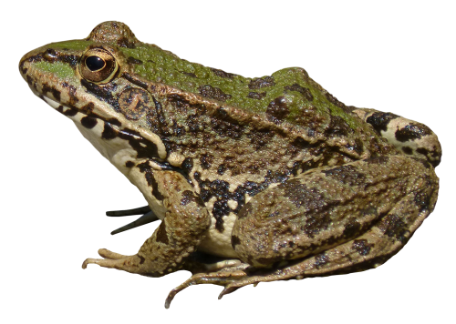 frog png image pngpix #26860