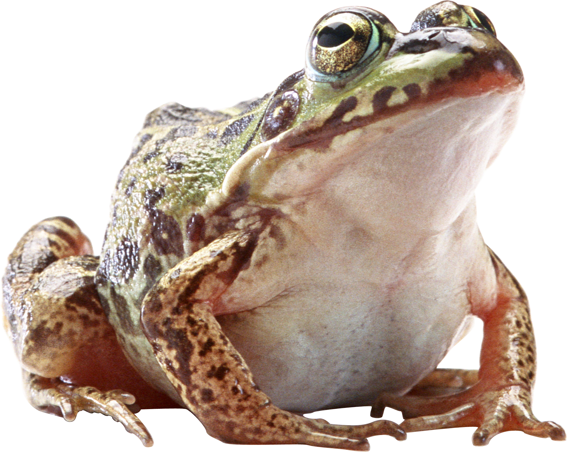 frog png images for download crazypngm crazy #26895