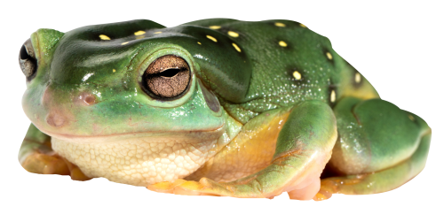 frog png transparent image pngpix #26888