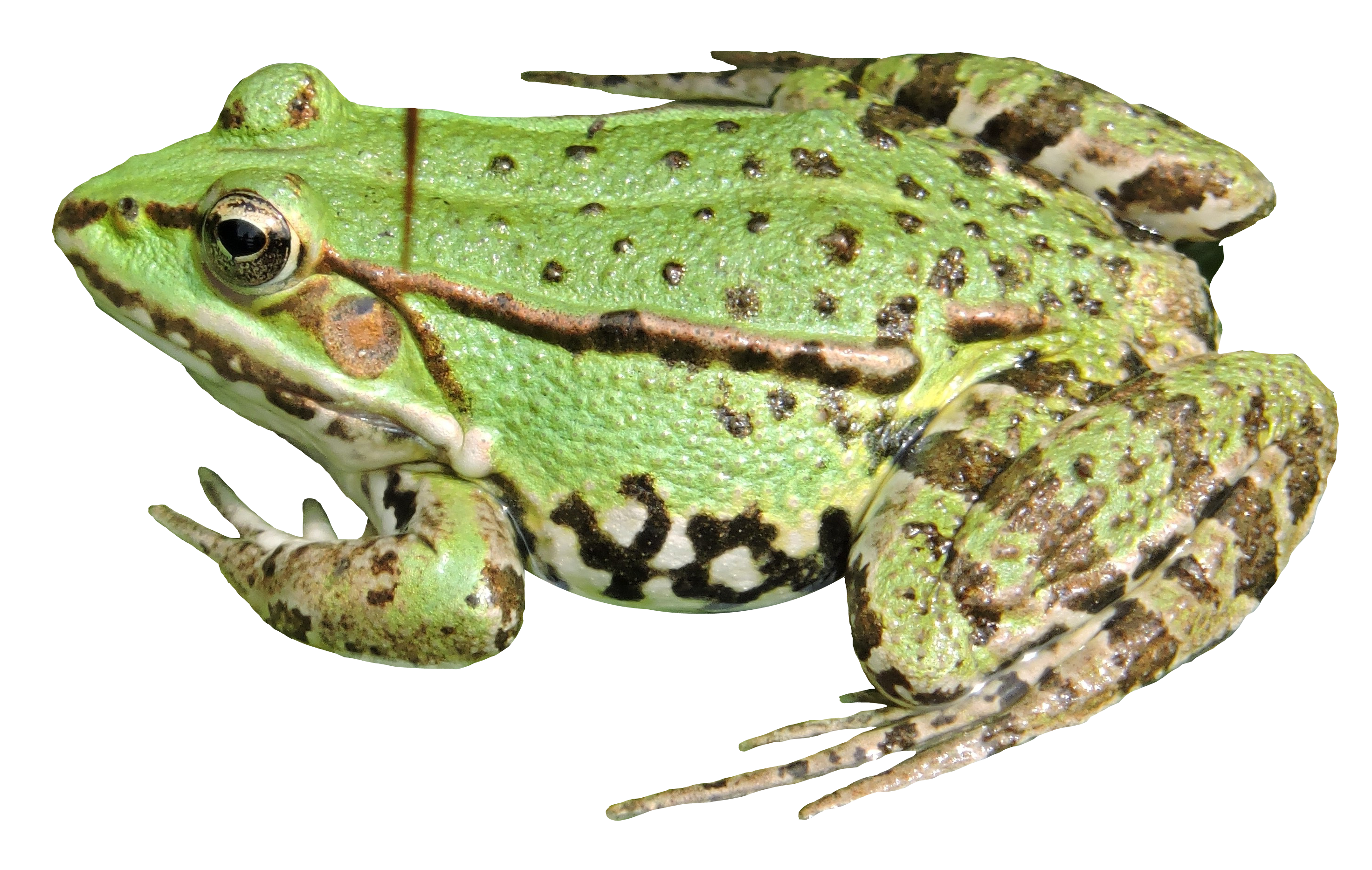 frog png transparent image pngpix #26861