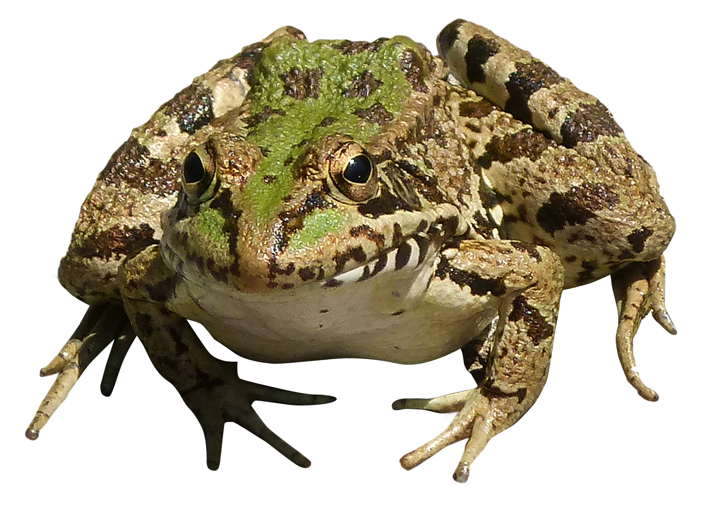 frog png transparent image pngpix #26864