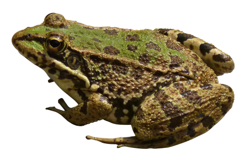 Frog