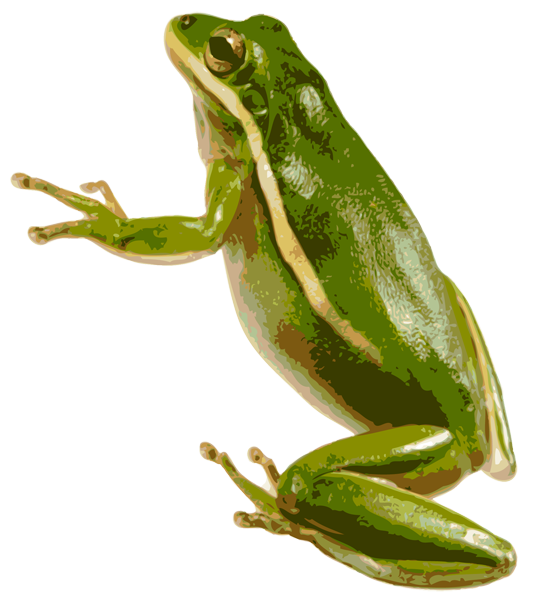 frog png transparent image transparent png #26907