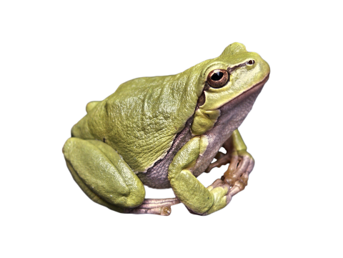 transparent frog png images download purepng #26873