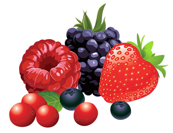 forest fruits png vector clipart image gallery #12141