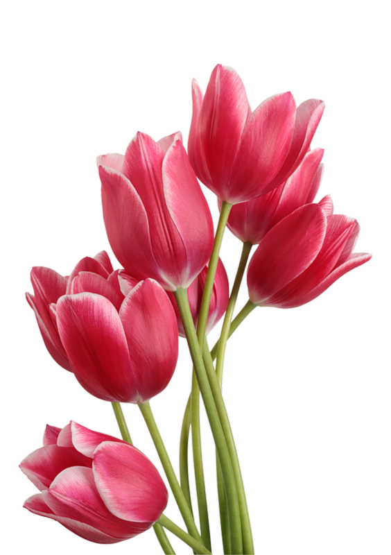 gambar bunga tulip bunga teratai download clip art with transparent #35695