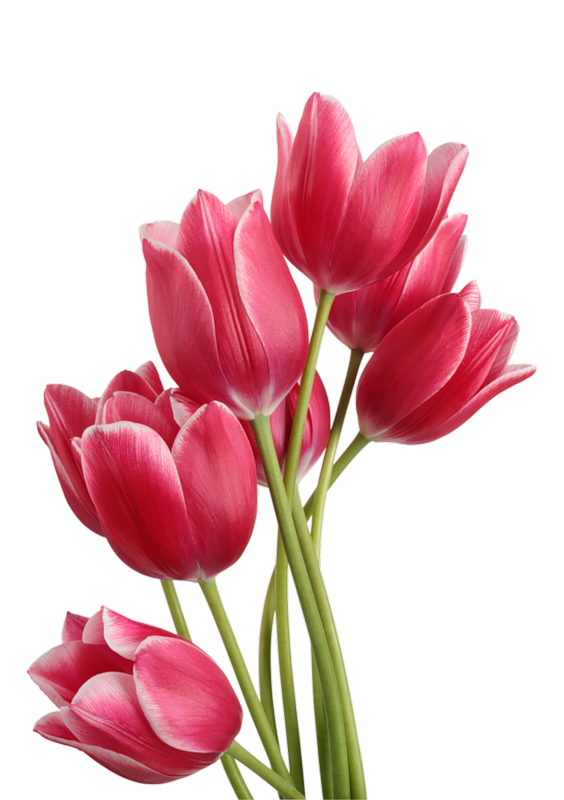 Gambar Bunga Tulip PNG, Free Download - Free Transparent ...