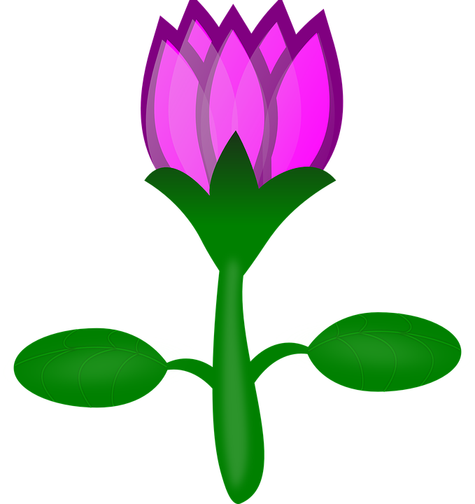 Gambar Bunga  Tulip  PNG  Free Download Free Transparent 