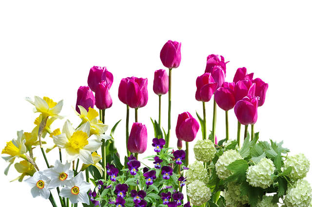 gambar bunga tulip musim semi bakung tulip bunga foto gratis pixabay #35709