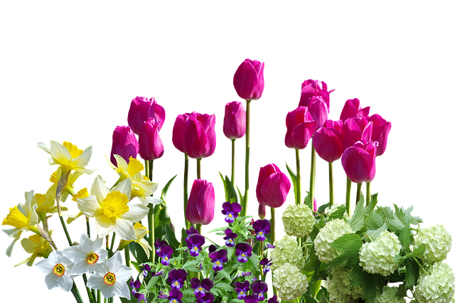  Gambar  Bunga  Tulip  PNG Free Download Free Transparent 