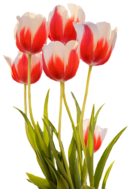 gambar bunga tulip photo tulips red spring flower image #35694