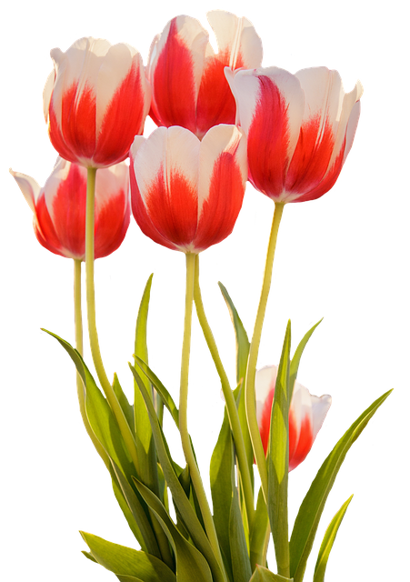 Gambar Bunga Tulip Png Free Download Free Transparent Png Logos