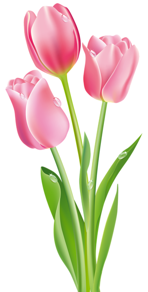 gambar bunga tulip pink tulips png clipart image gallery yopriceville #35698