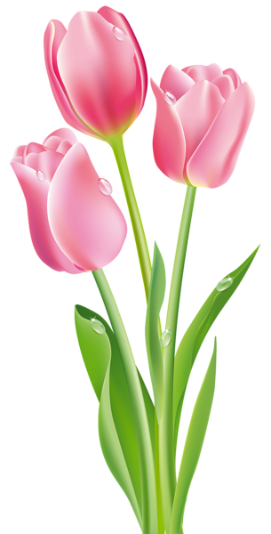 Gambar Bunga Tulip