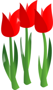 Gambar Bunga Tulip PNG, Free Download - Free Transparent ...