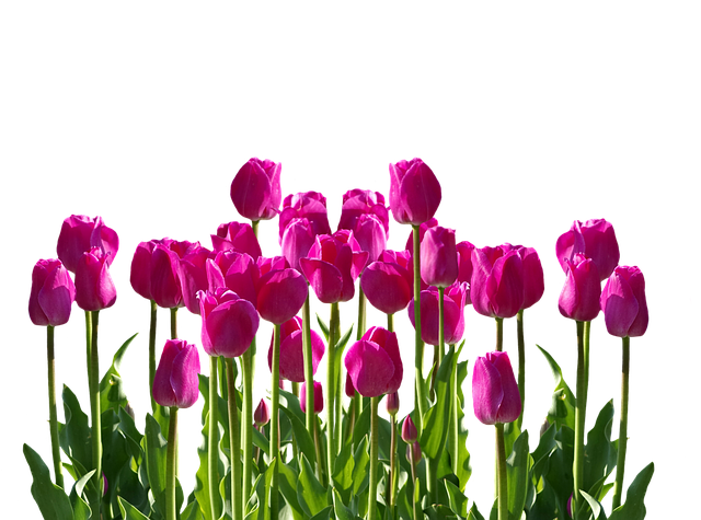  Gambar  Bunga  Tulip  PNG Free Download Free Transparent 